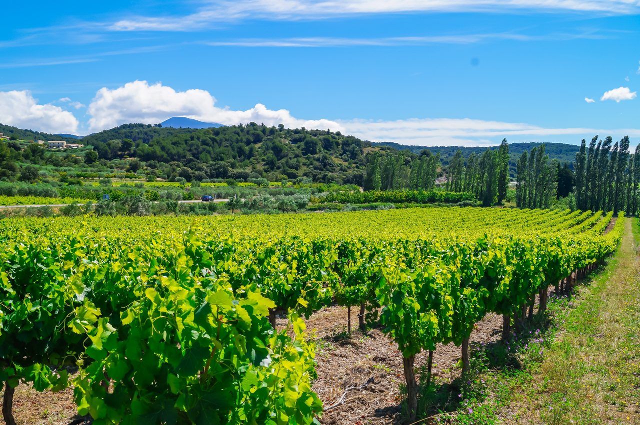 Route des vins Provence