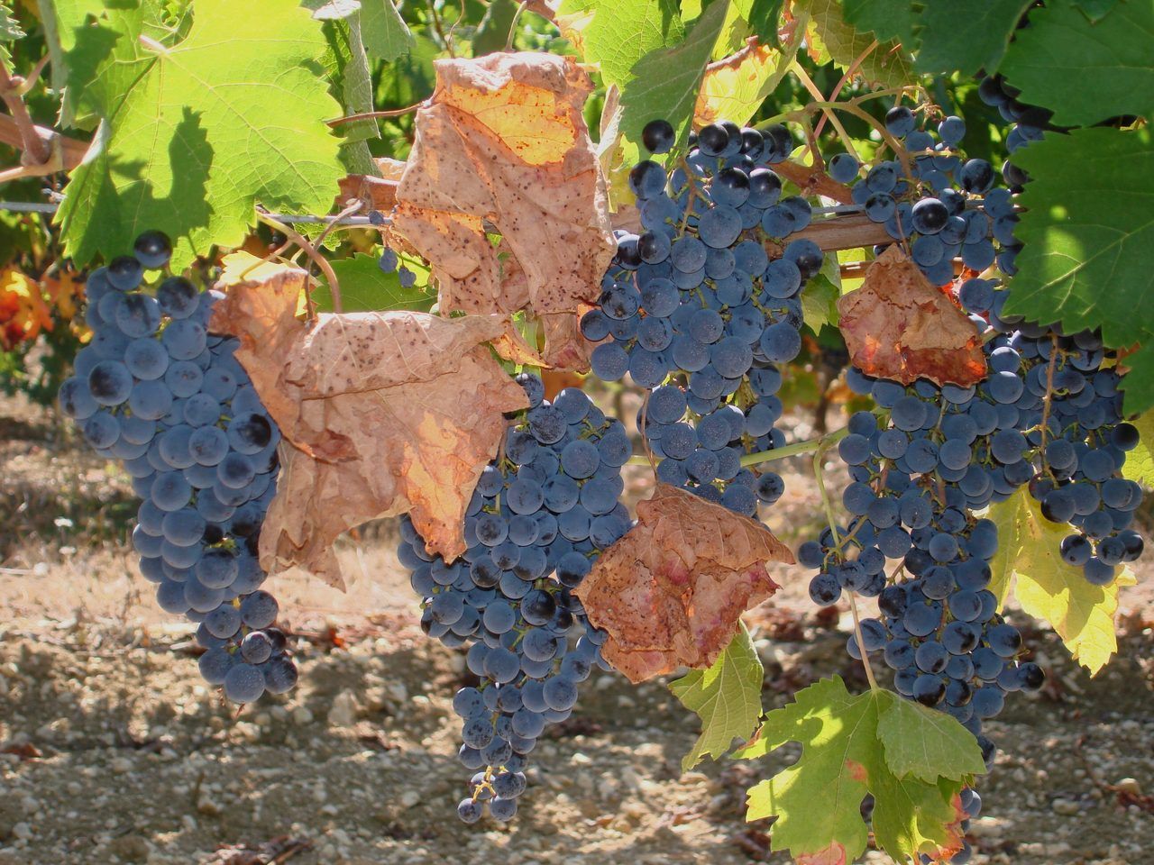Vignoble de Gaillac