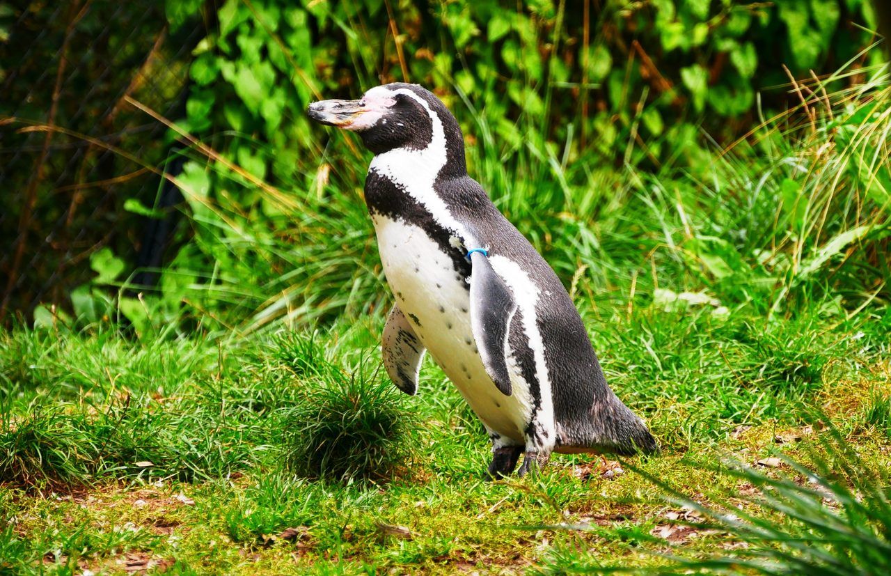 Zoo d'Amiens