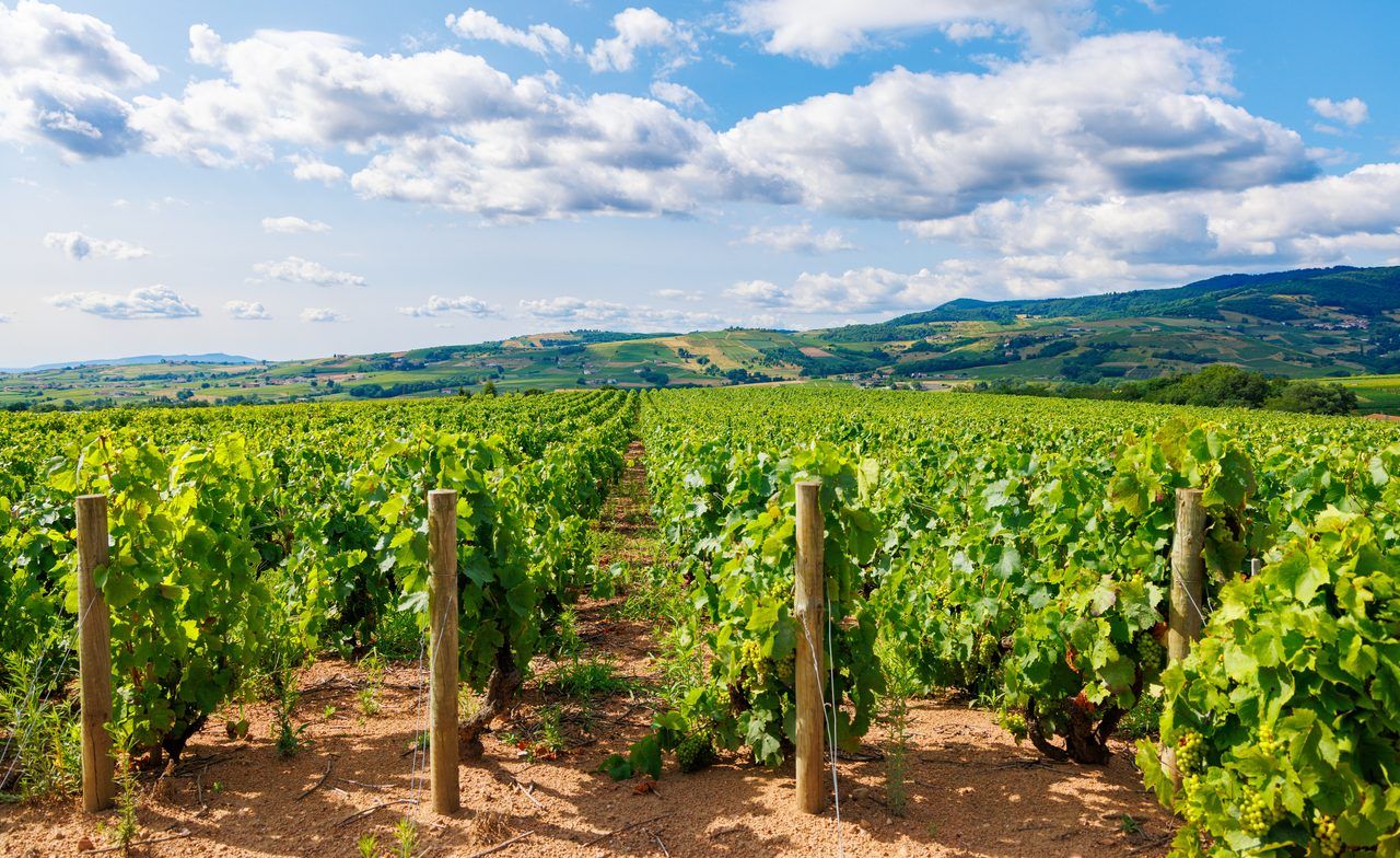 vignoble Val de Loire
