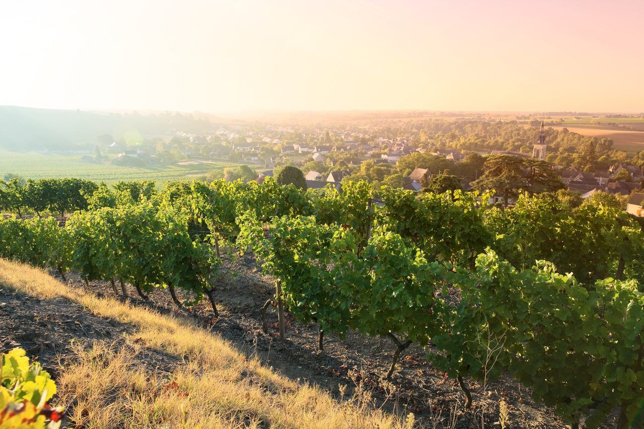 vignobles Anjou