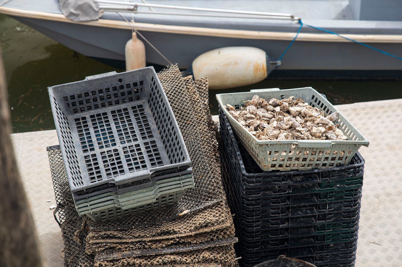 Bassin d'Arcachon ostréiculture