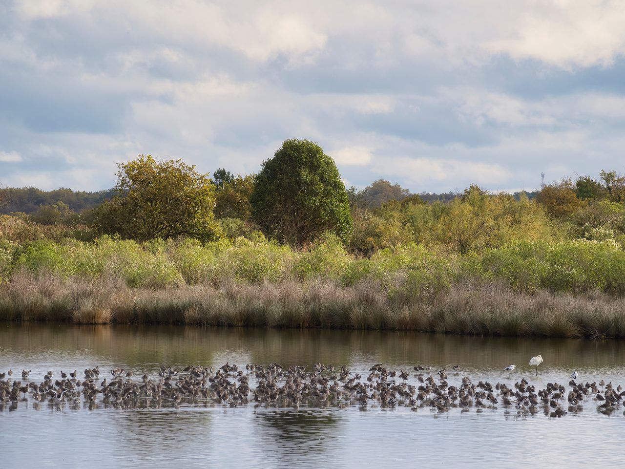Réserve ornithologique du Teich