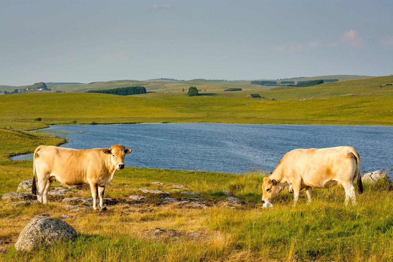 Plateau de l'Aubrac