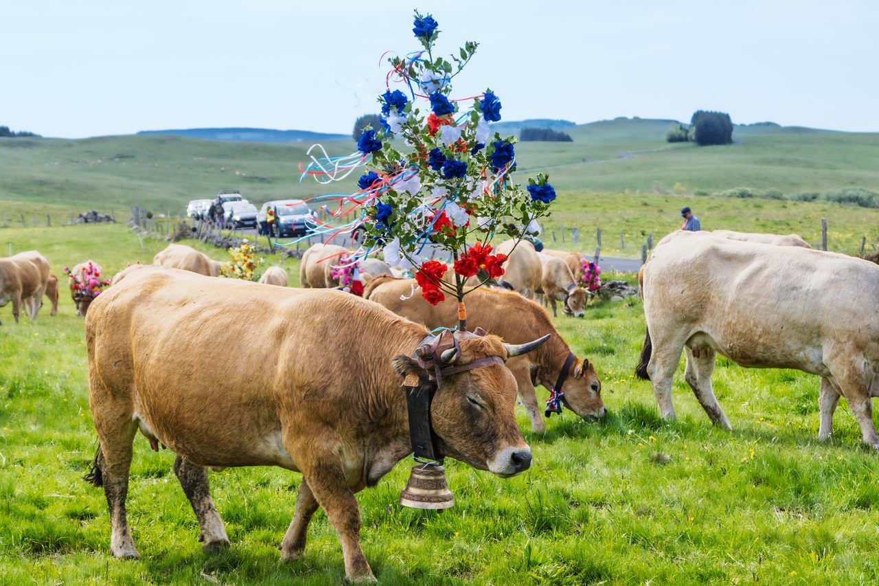 transhumance Aubrac