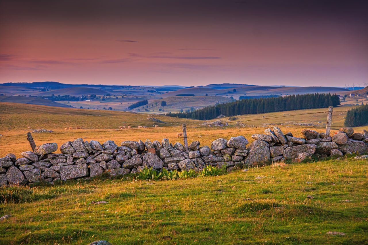 Visiter l'Aubrac en 2026 : le plateau secret du Massif Central