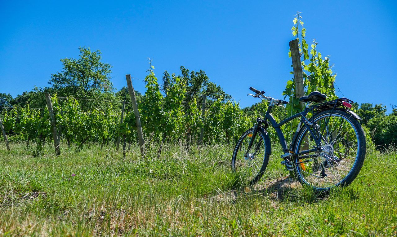 vignoble Auxerrois vélo
