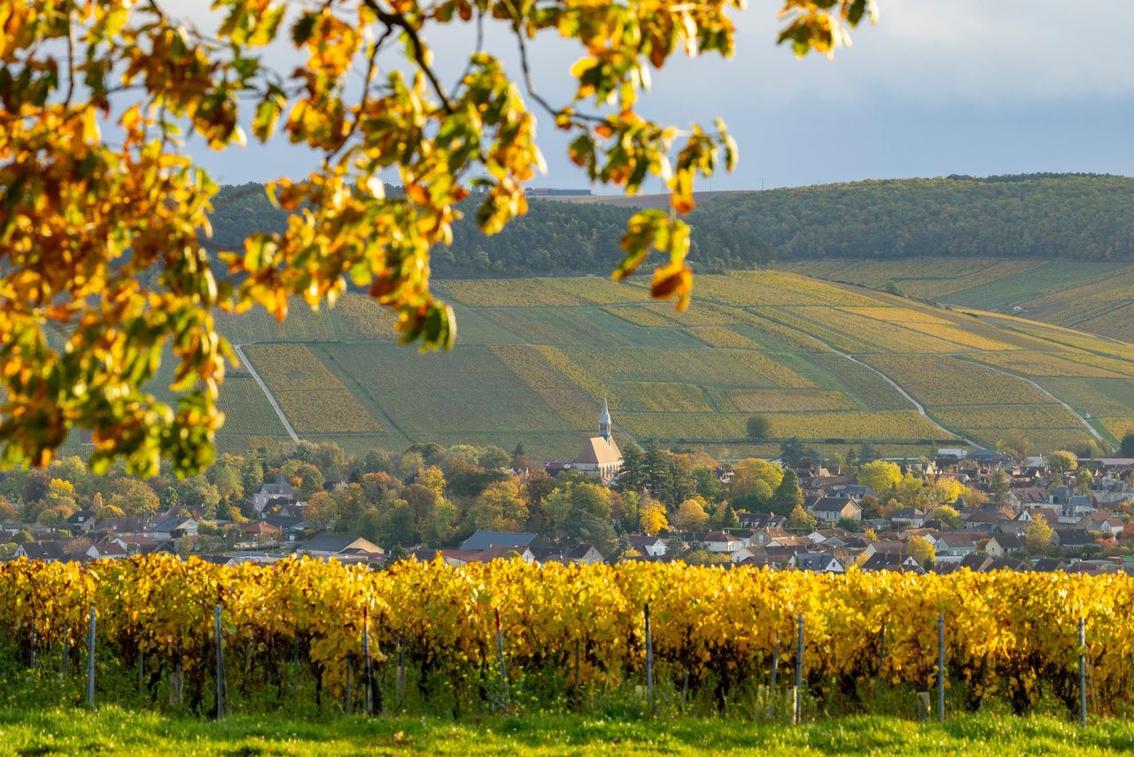 Vignes Chablis
