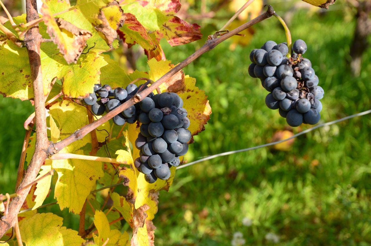Vignes Irancy