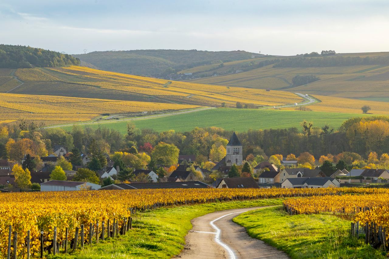 Vignoble Chablis