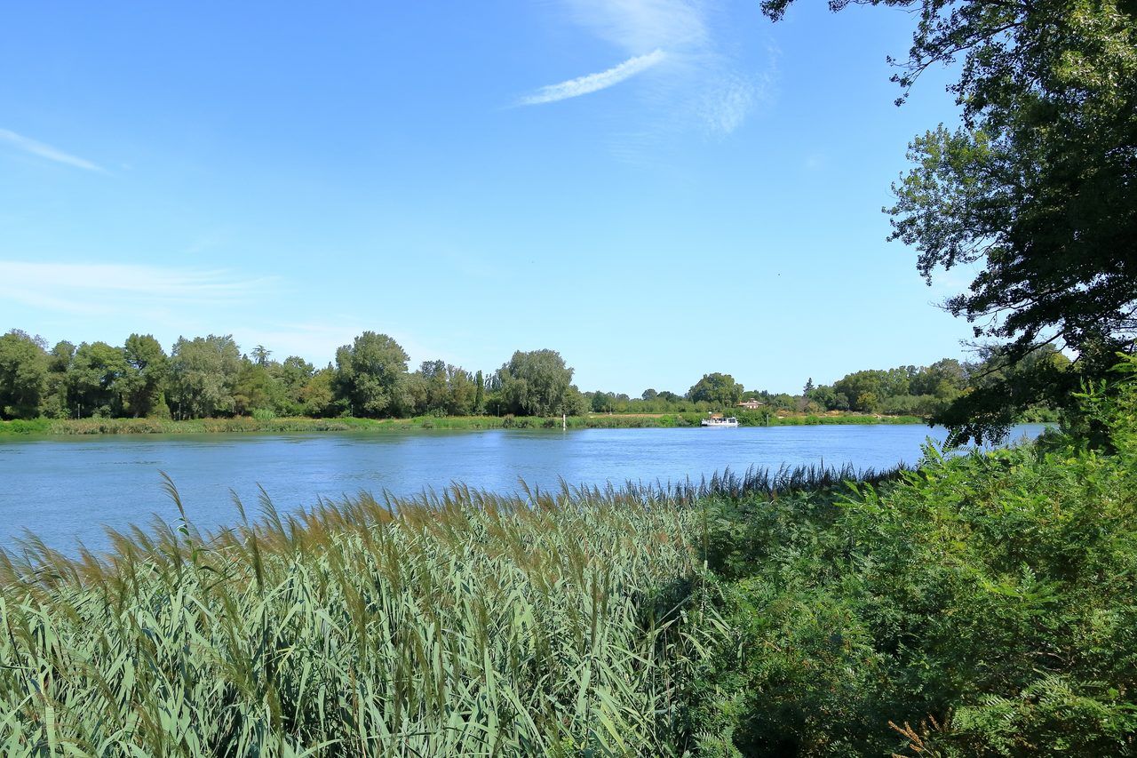 Île de la Barthelasse