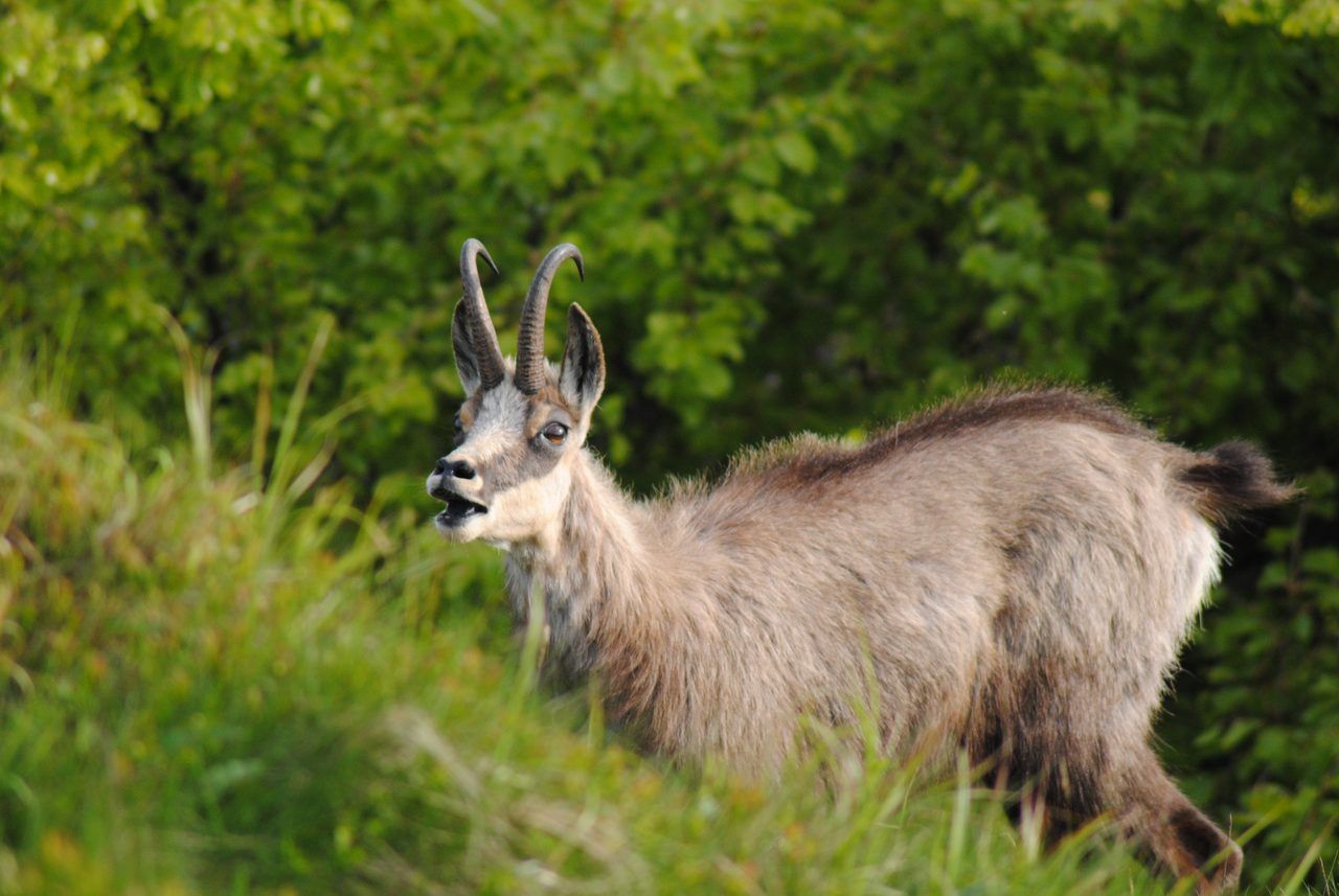 Chamois Ballon d'Alsace