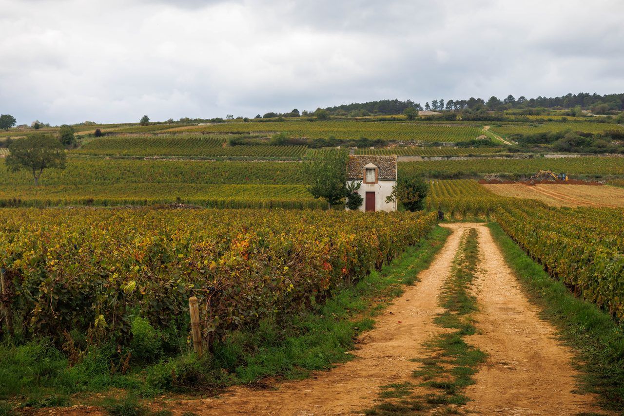 Voie des Vignes Beaune
