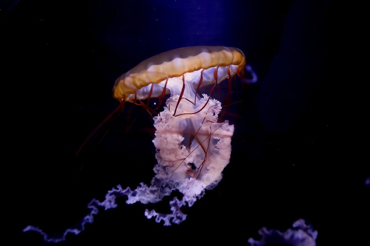 Aquarium de Biarritz