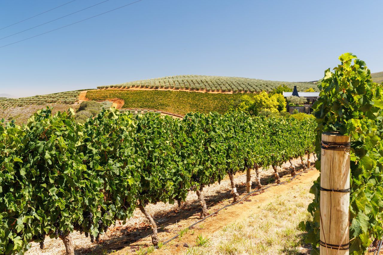 vignoble bordelais