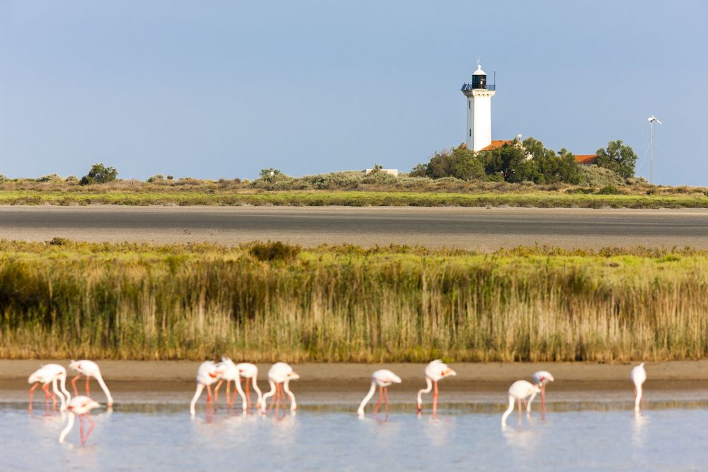 Flamingos,And,Gacholle,Lighthouse,,Parc,Regional,De,Camargue,,Provence,,France