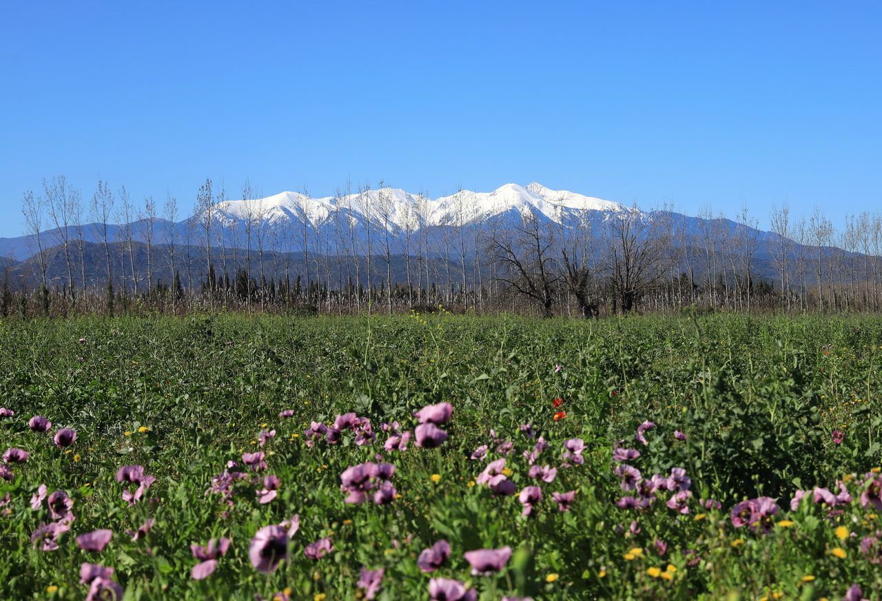 Canigou randonnée