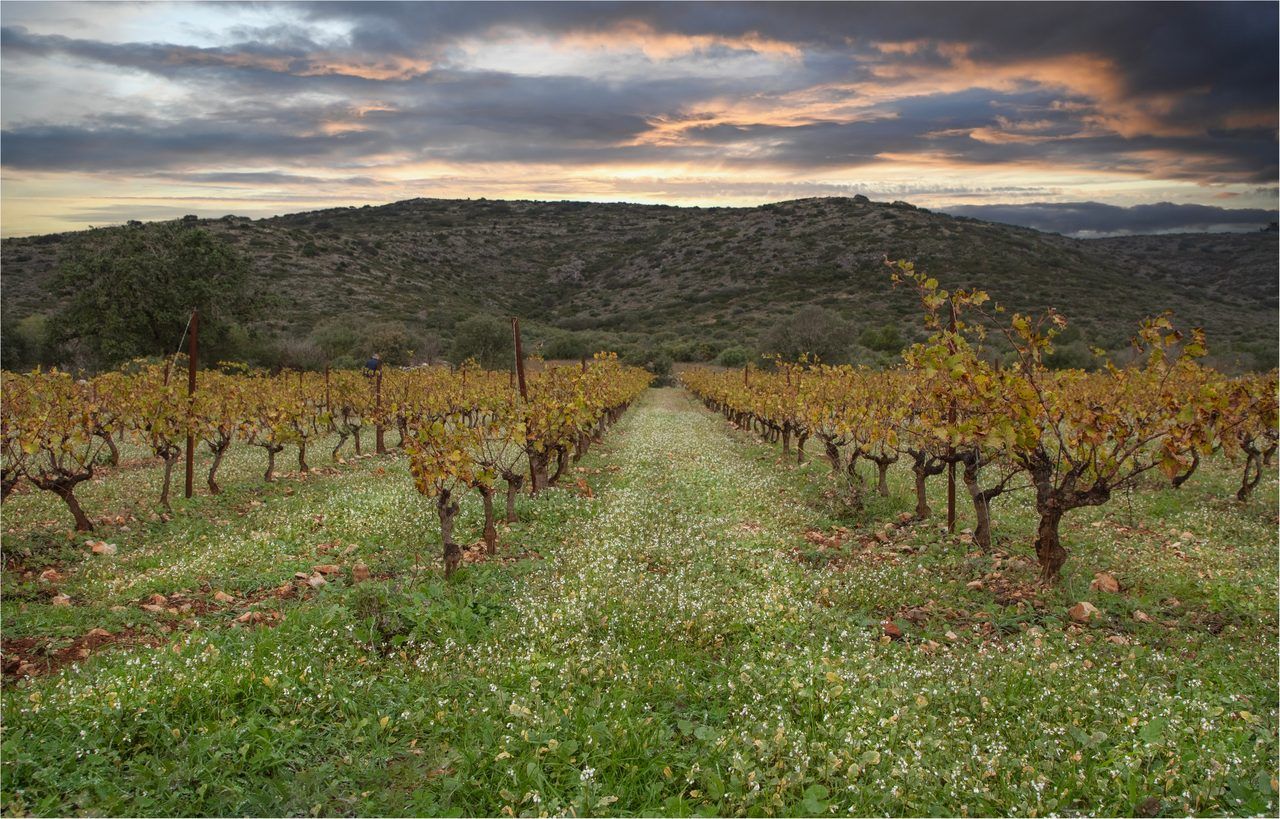 Vignoble Languedoc dégustation
