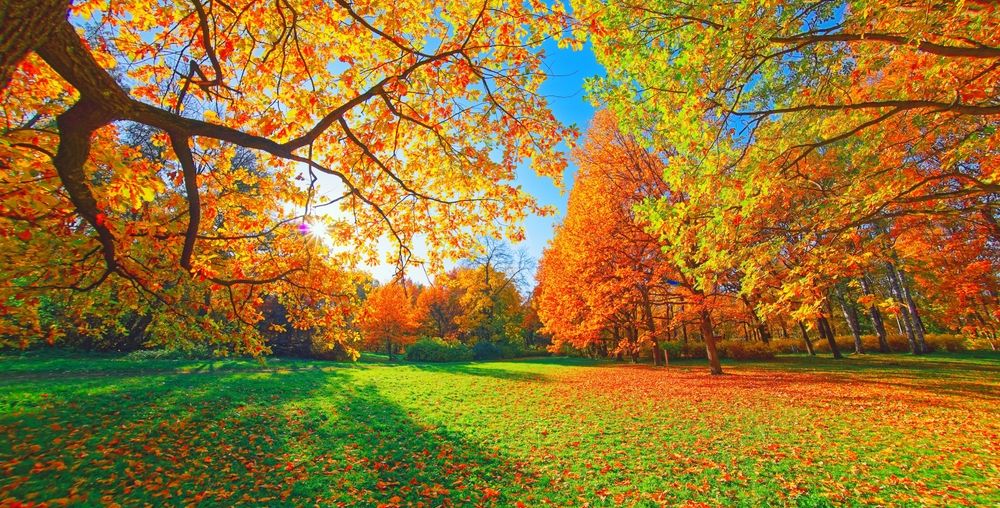 automne-central-park