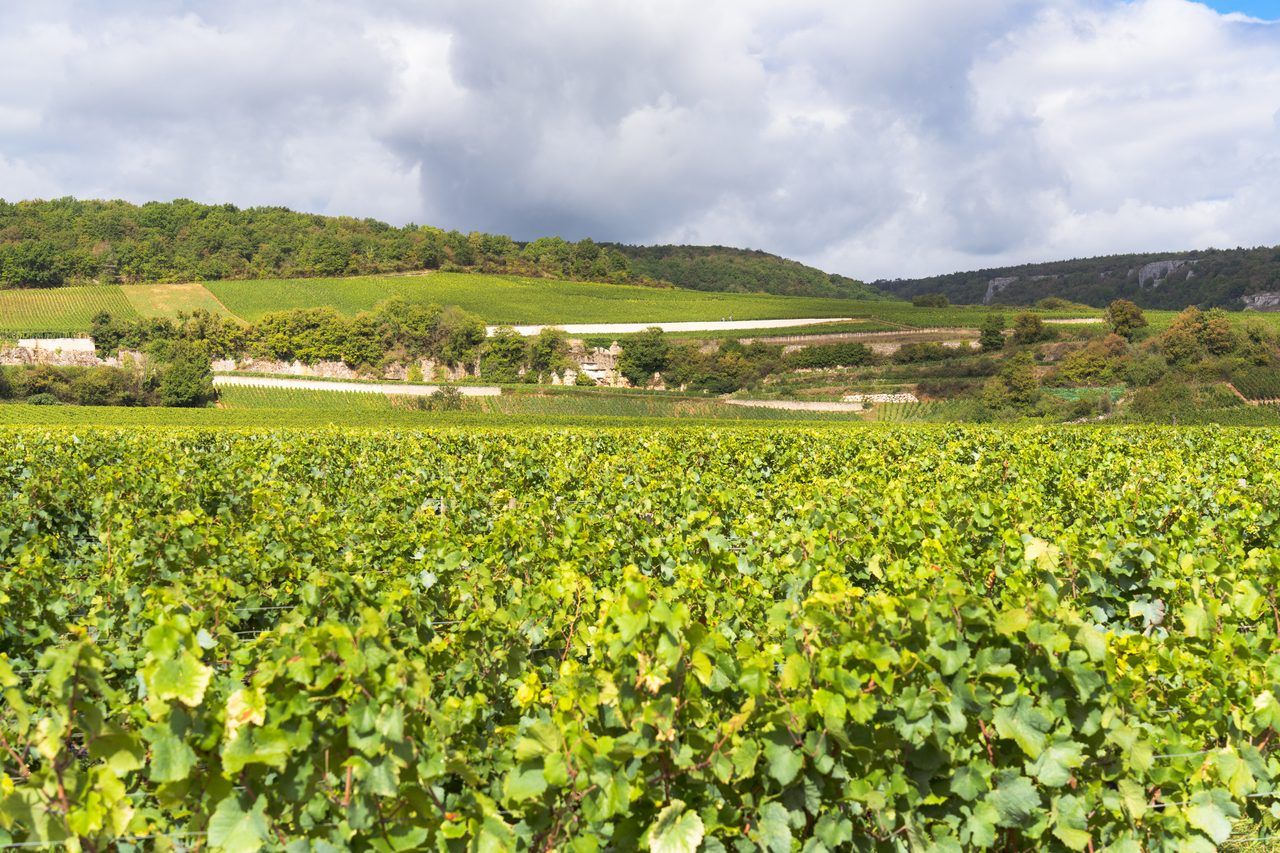 Côte de Nuits vendanges