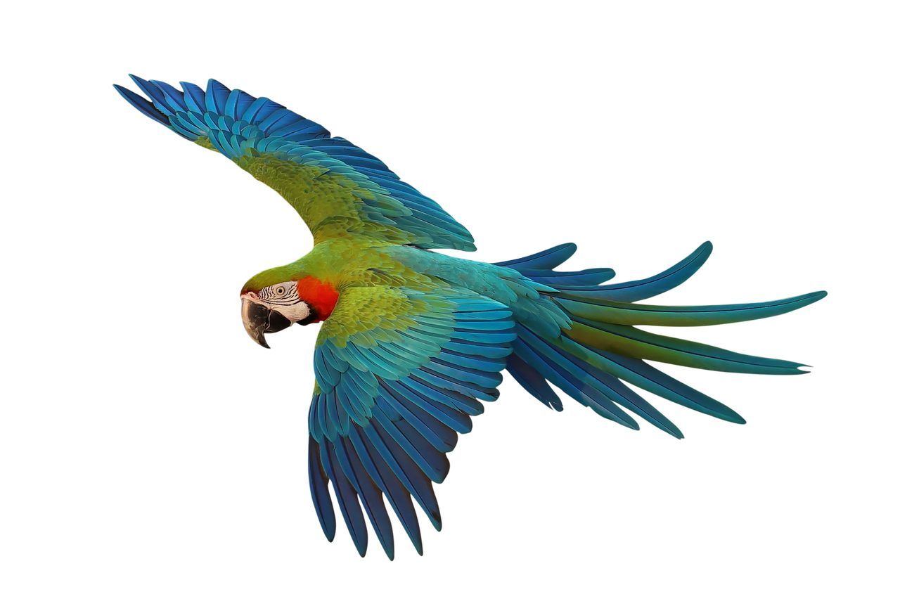 Ferme aux Oiseaux Exotiques
