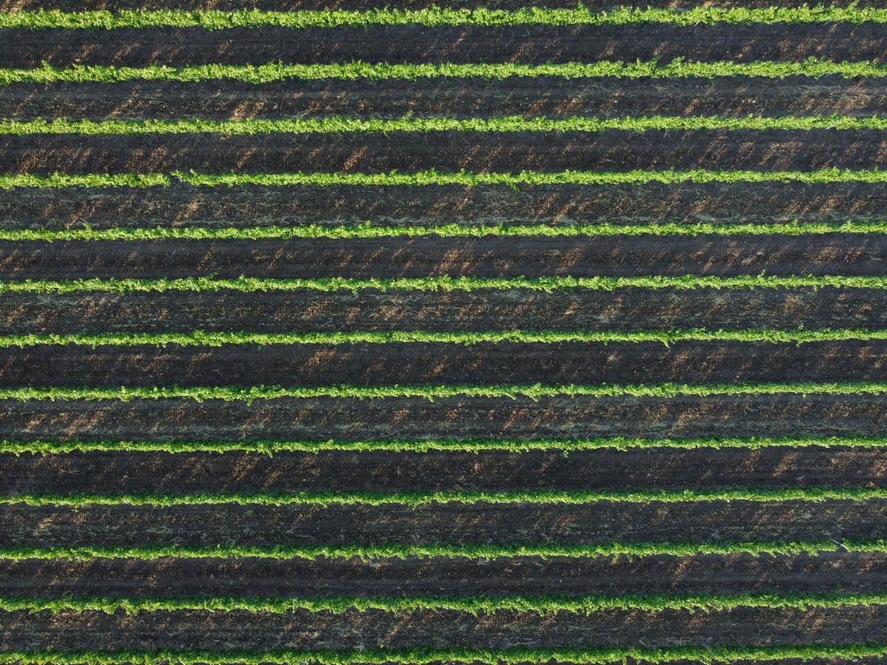 vignes Tricastin