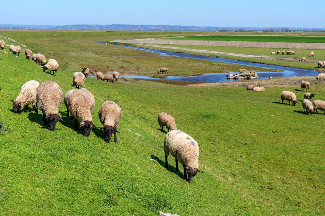 moutons prés salés