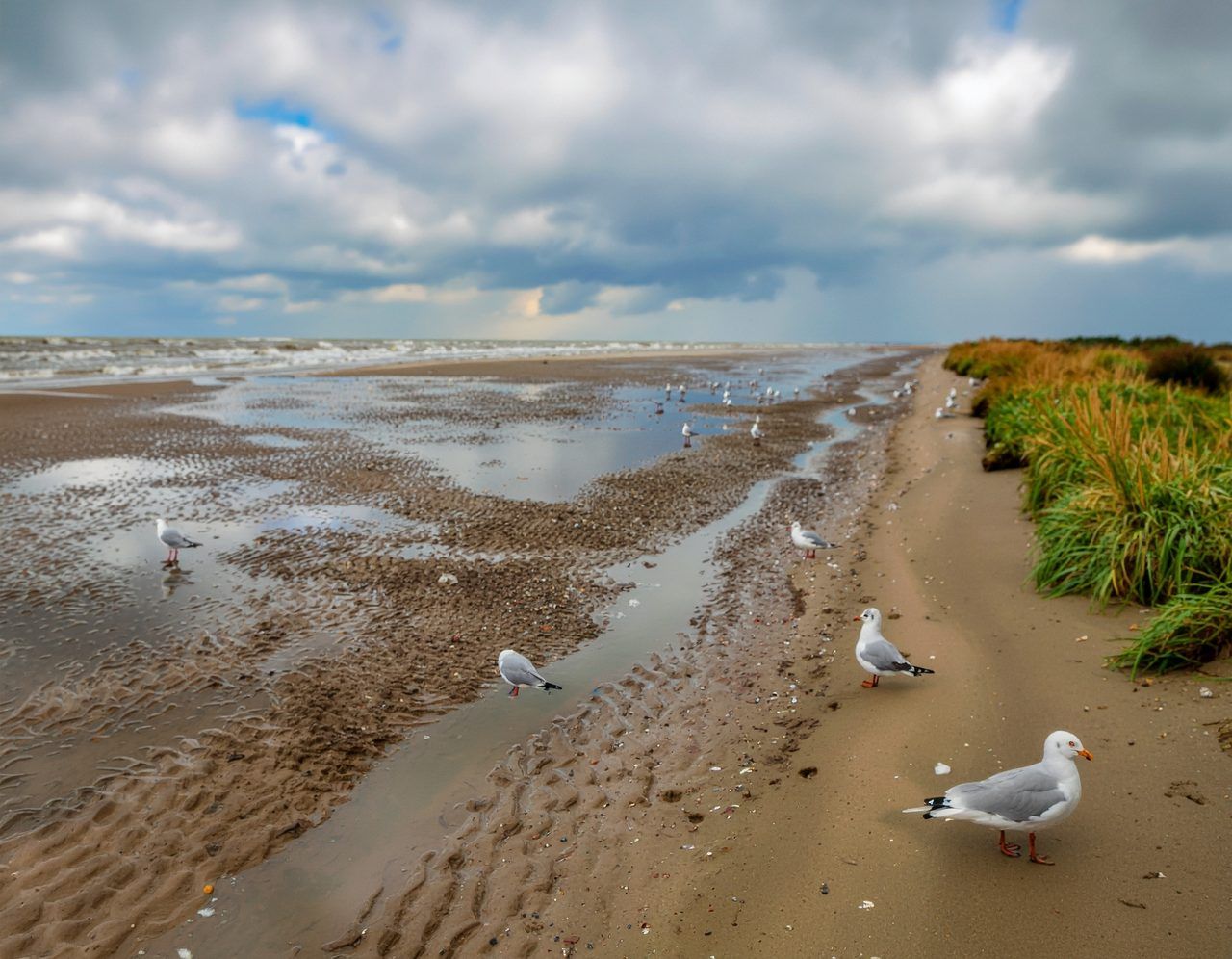 oiseaux vasières prés-salés