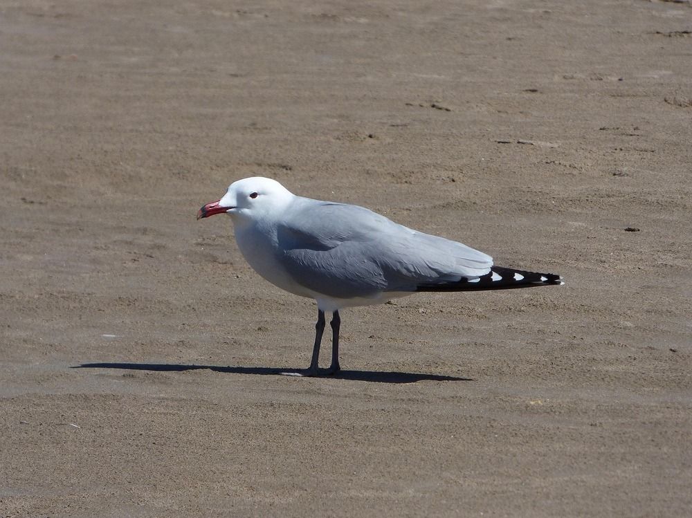 goeland-audouin