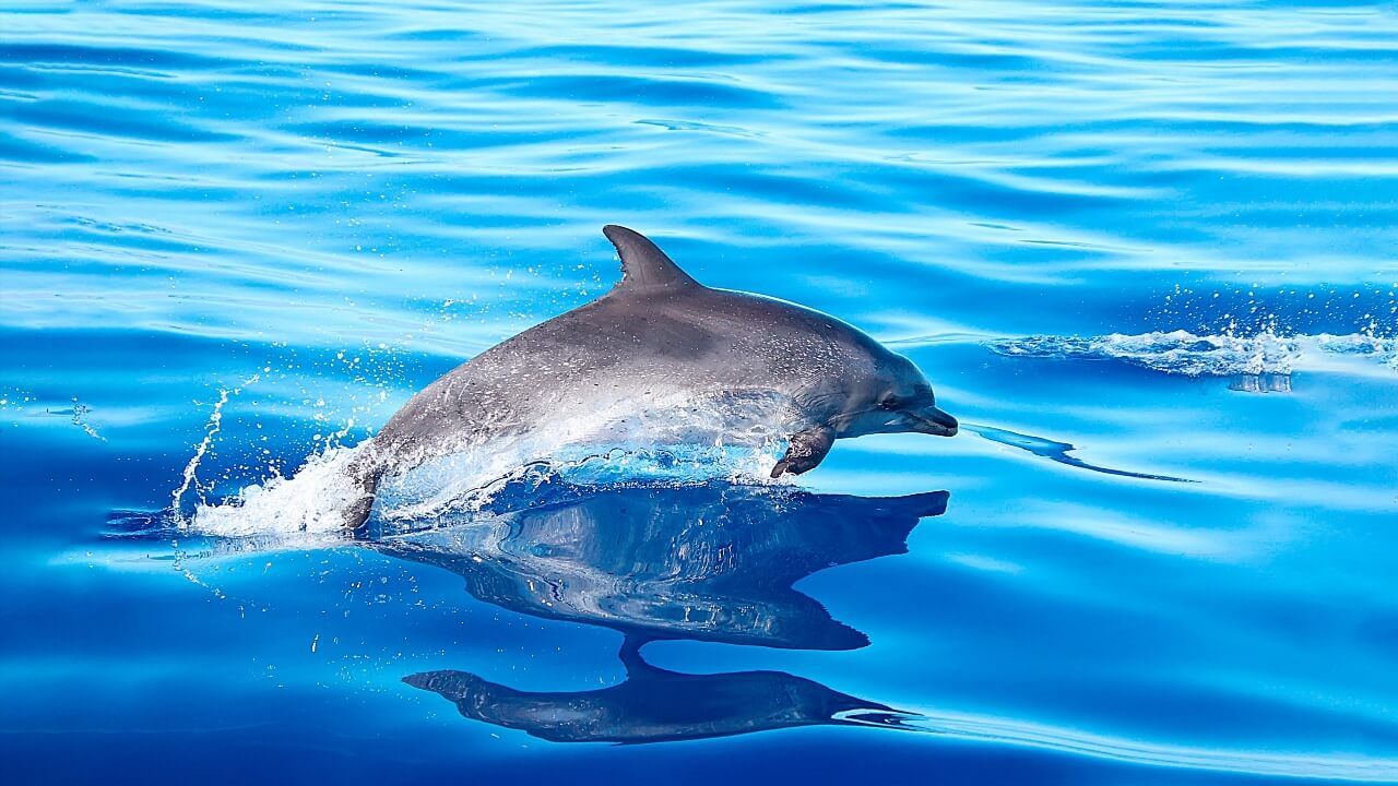 baleines dauphins Madère