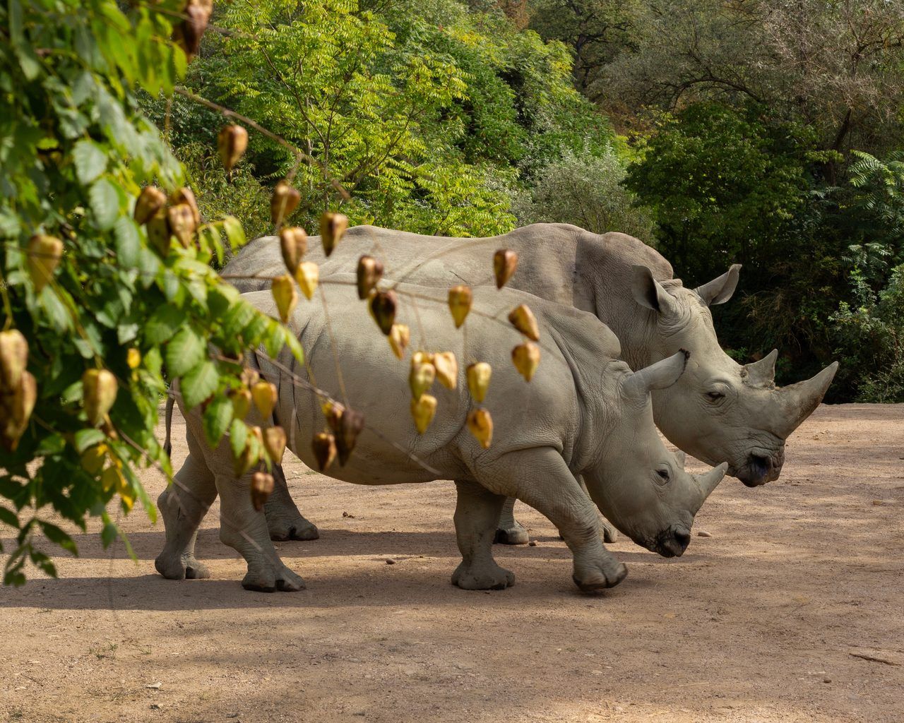 Zoo d'Amnéville