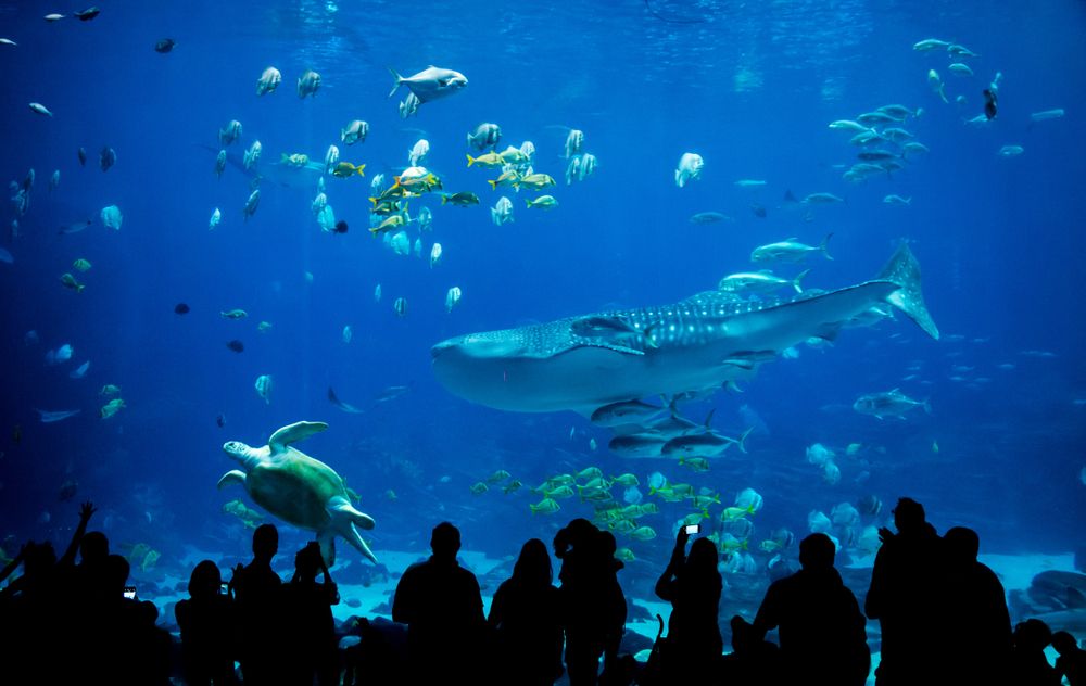 passant-observant-un-aquarium