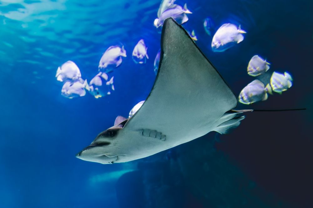 Visiter Nausicaá : le Centre National de la Mer
