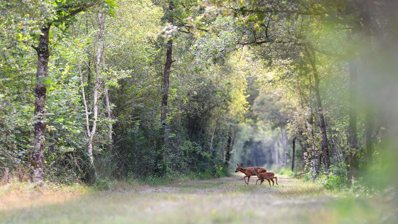 Forêt de Sologne