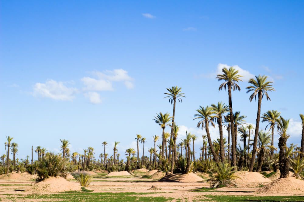 Visitar el Palmeral de Marrakech: información práctica