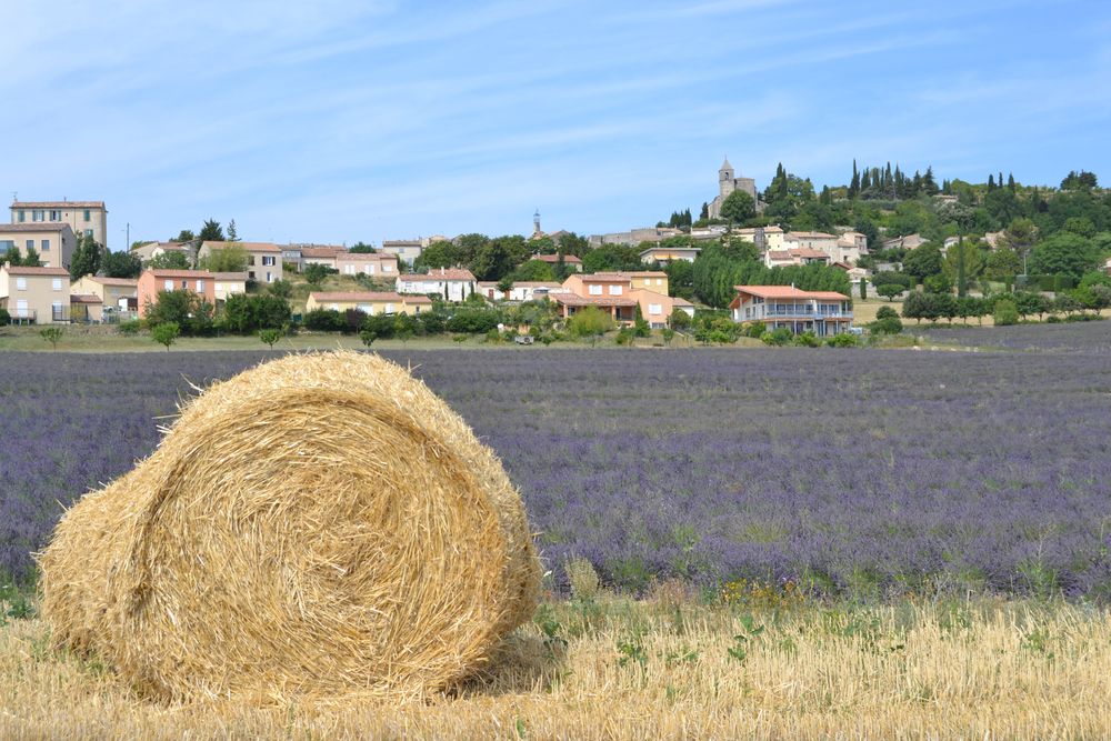 lavanda-luberon