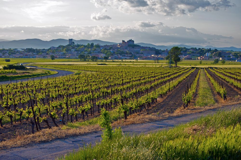 vignes-herault