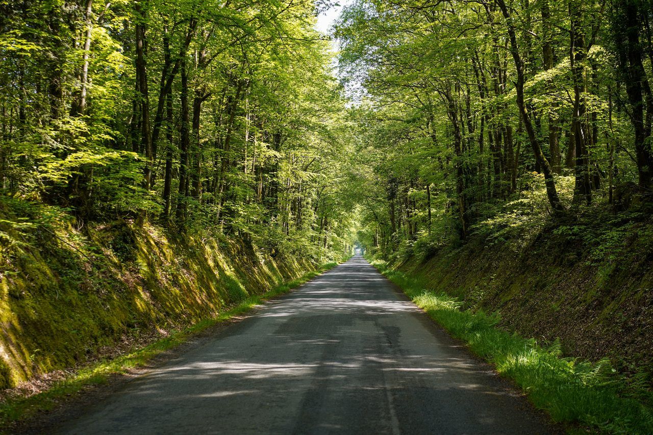 Forêt de Brocéliande