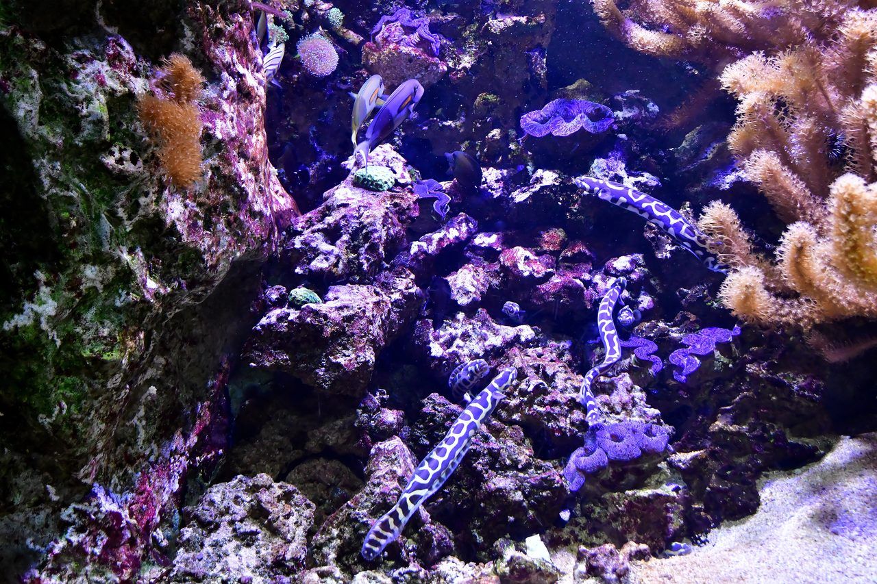 Aquarium Saint Malo