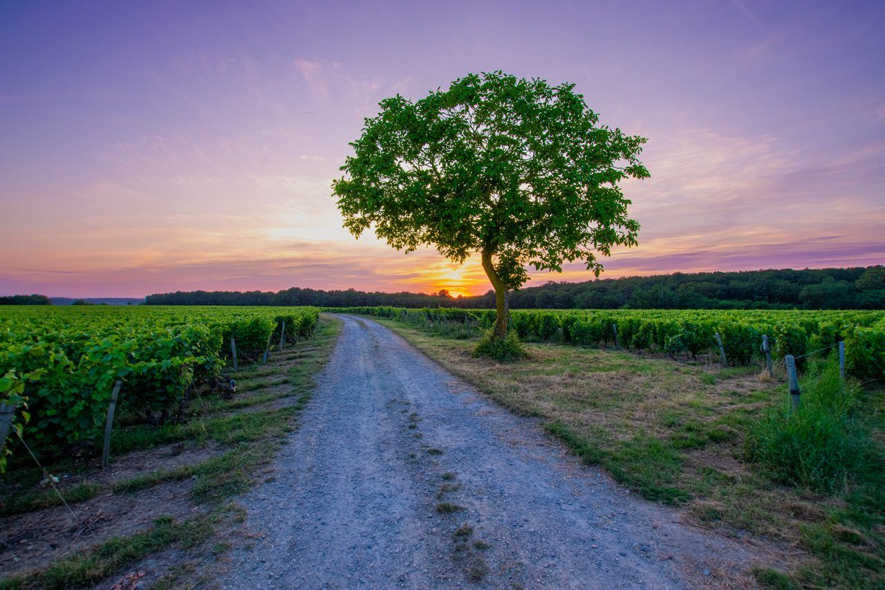 Vignobles de Vouvray