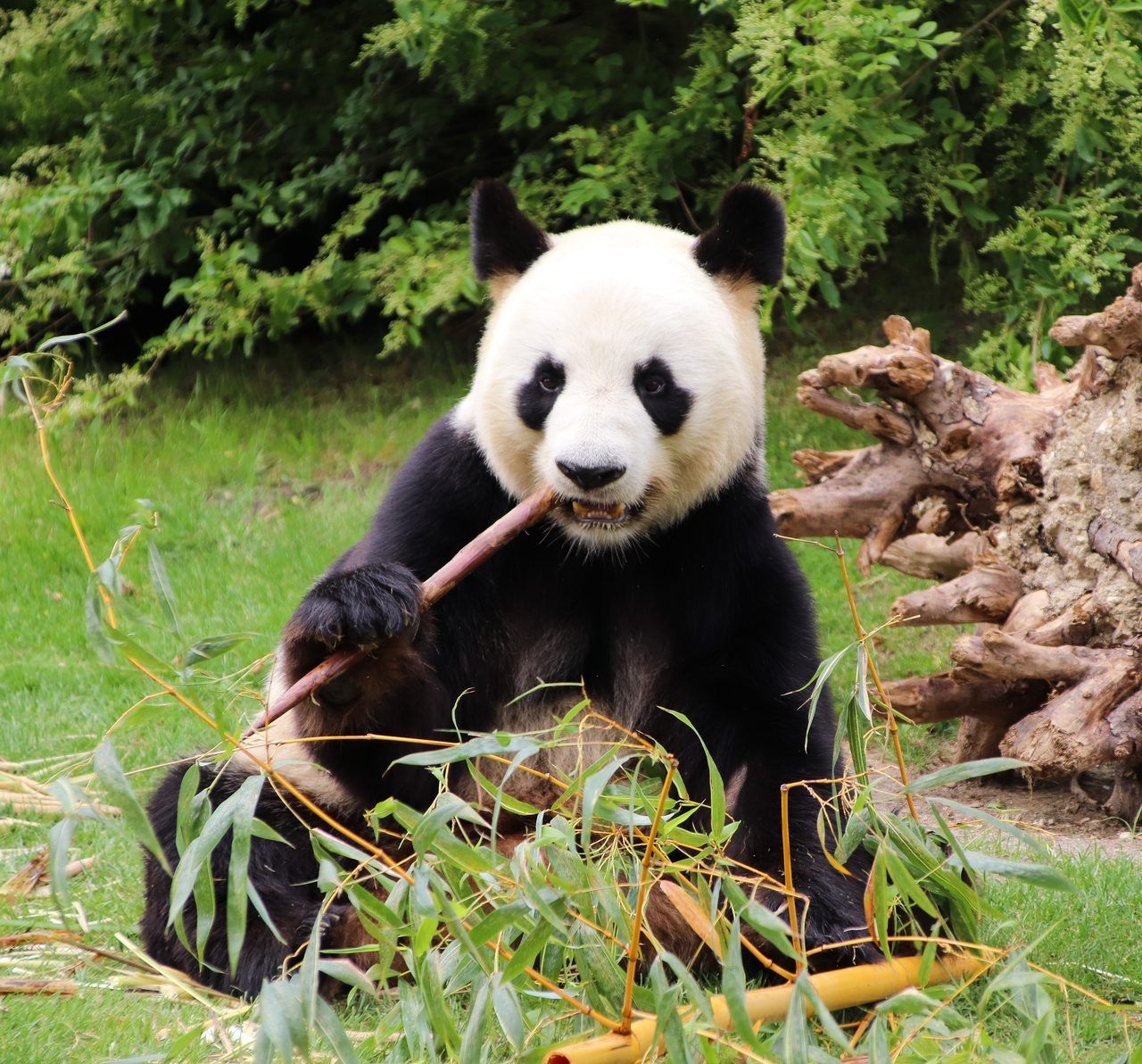 ZooParc de Beauval