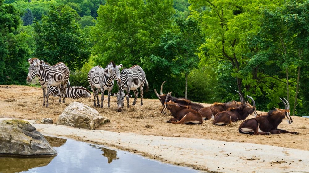beauval-zoo