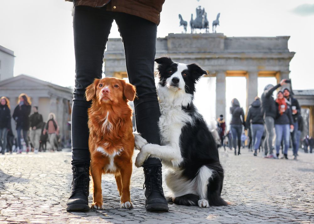 chiens-porte-de-brandebourg-berlin