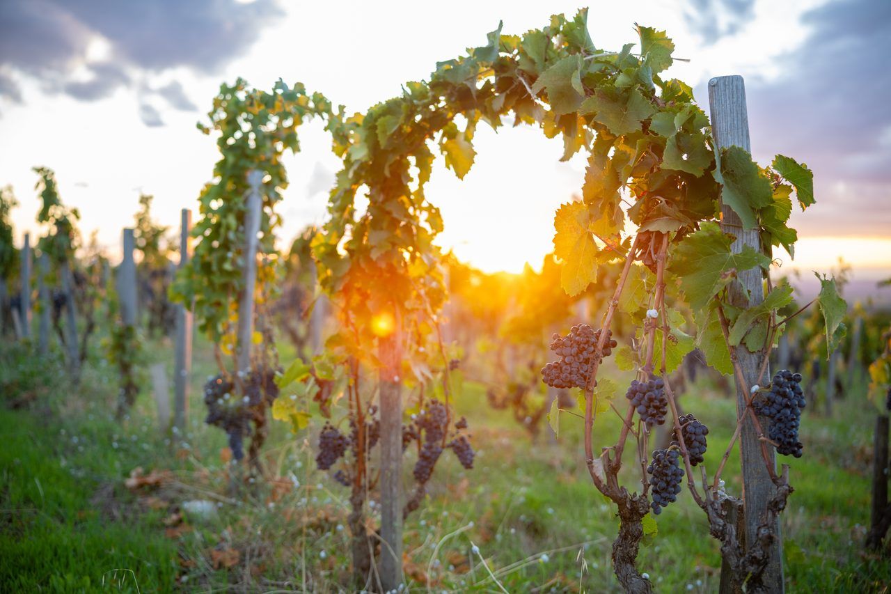 Vignoble de Cassis