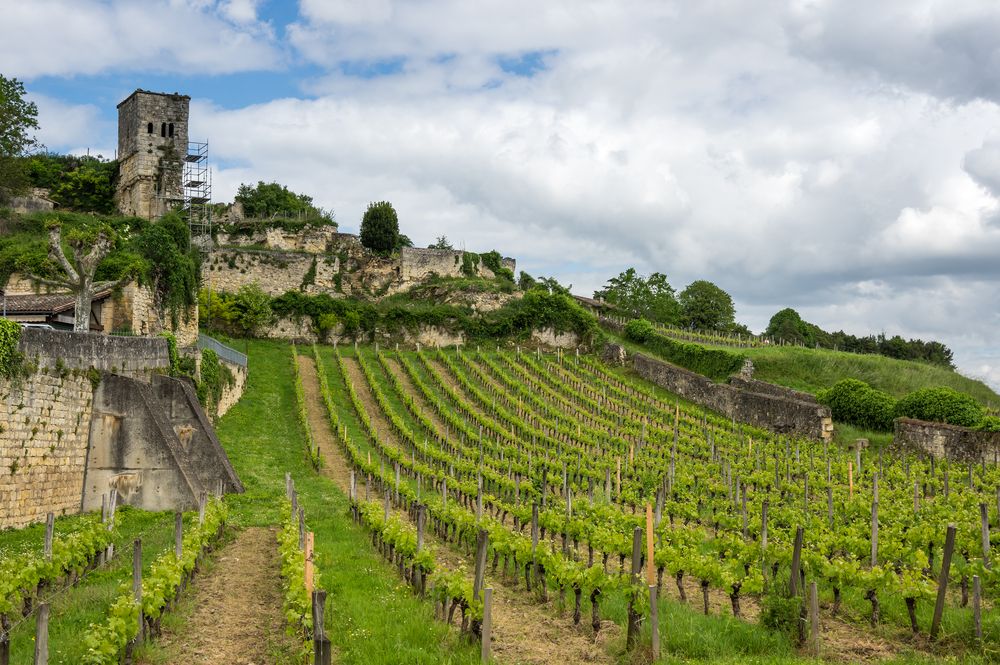 vignoble-saint-emilion
