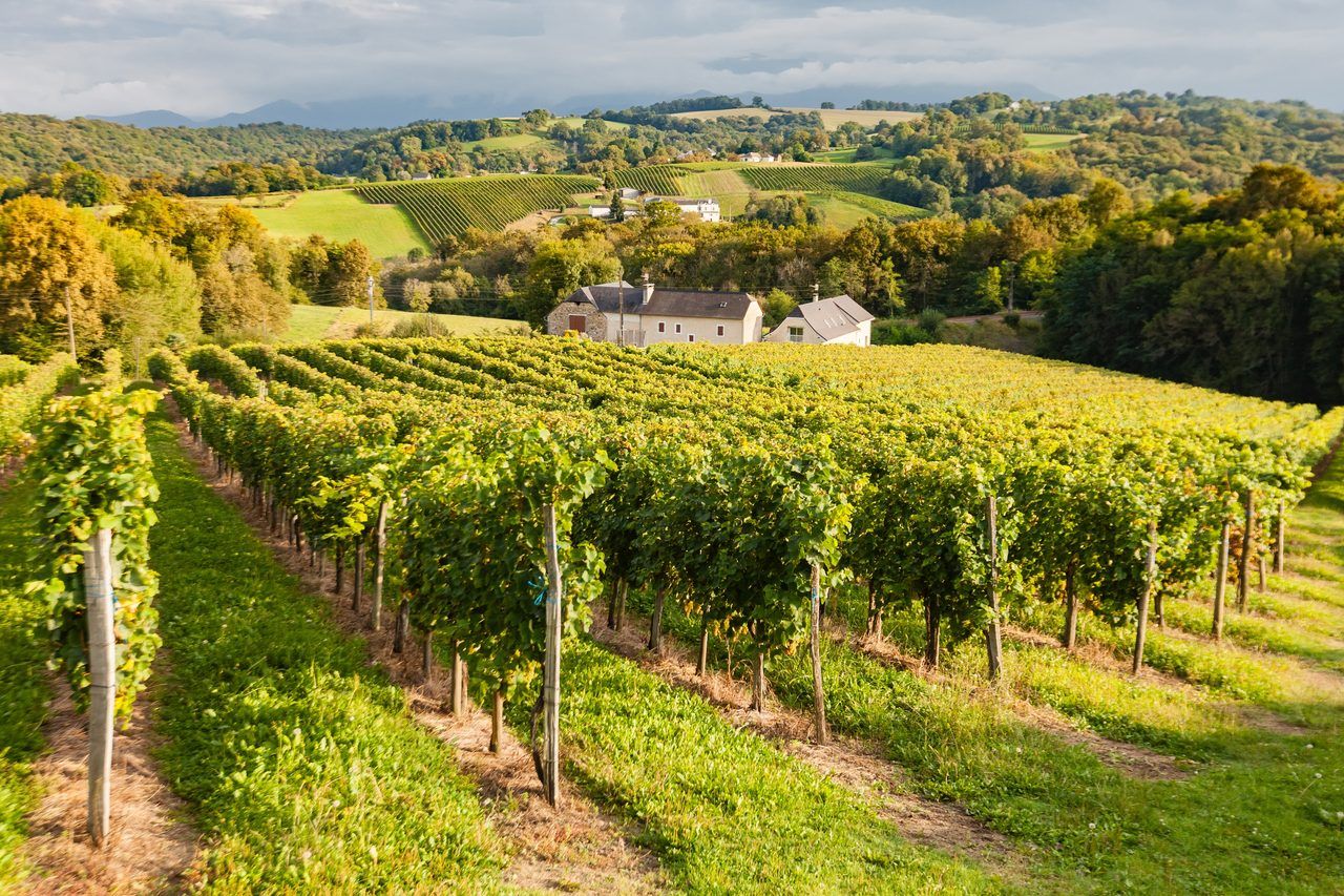 Vignoble de Jurançon