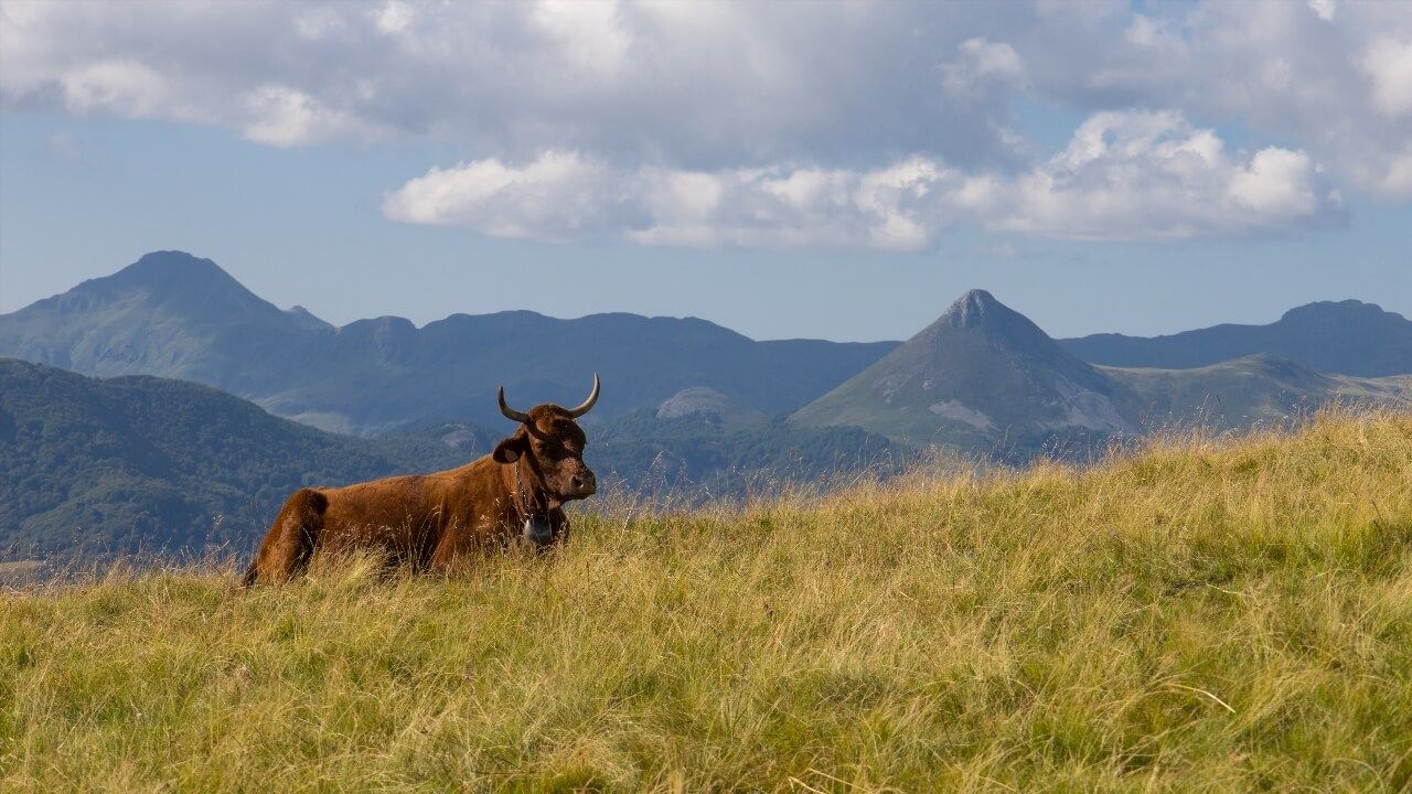 Vache Salers Cantal