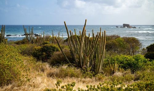 La Savane