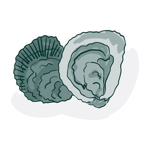 The Oysters of the Auray River 