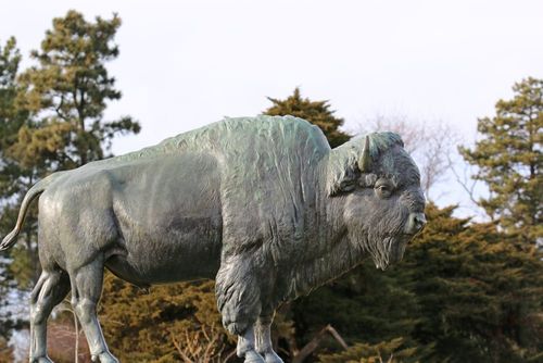 Buffalo statue 